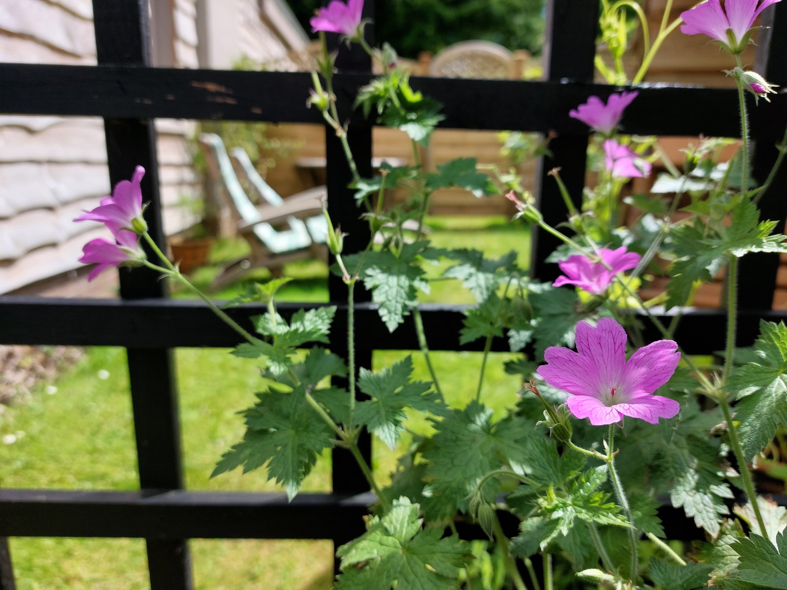 Your own private garden with wooden steamers, table and chairs at The Swallows, Bishopston. Your own private garden with wooden steamers, table and chairs at The Swallows, Bishopston.