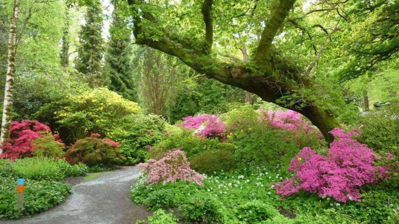 Clyne Gardens, Swansea. Just a 5 minute drive from The Swallows, Bishopston. Clyne Gardens, Swansea. Just a 5 minute drive from The Swallows, Bishopston.