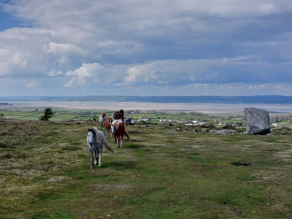 King Arthurs Stone with wild ponies and panoramic views of Gower King Arthurs Stone with wild ponies and panoramic views of Gower