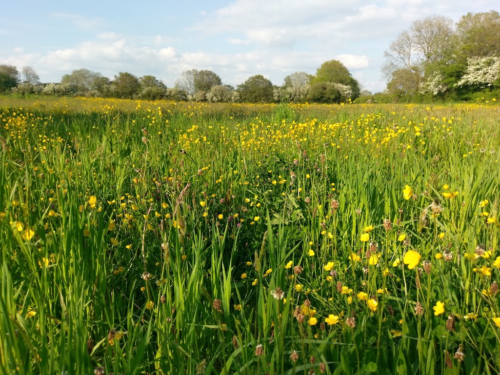 Buttercup Meadow next to The Swallows, Bishopston Buttercup Meadow next to The Swallows, Bishopston