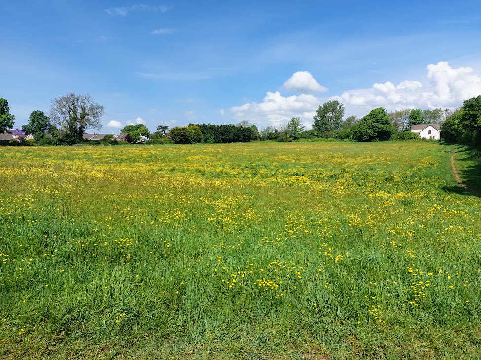 Buttercup Meadow next to The Swallows homestay.