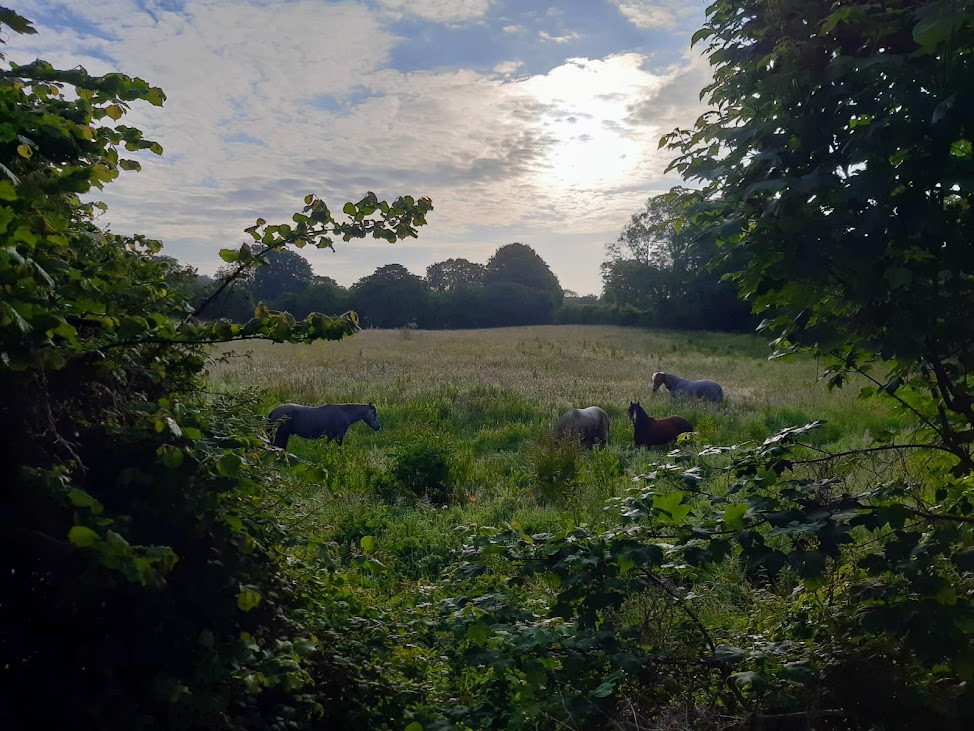 Occasionally we see horses! Occasionally we see horses!