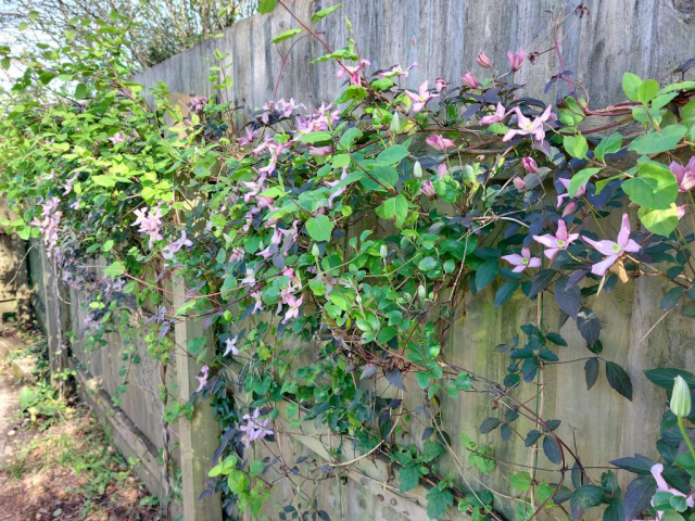 Fence - South Side - The Swallows