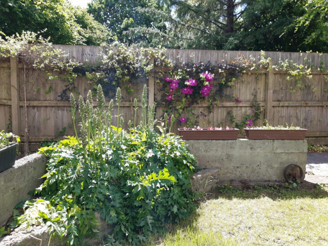Garden View - South Side - The Swallows