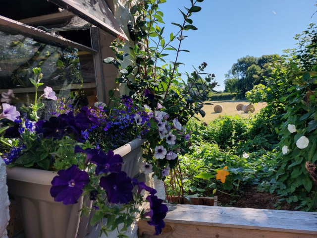 Meadow View - South Side - The Swallows