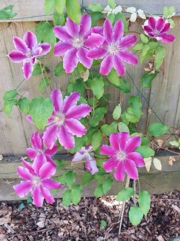 Pink Clamatis - South Side - The Swallows