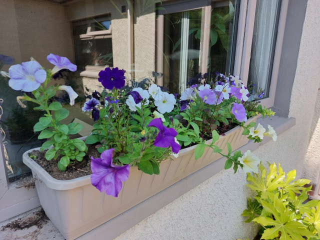 Window Bok - South Side - The Swallows